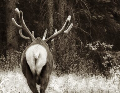 How Can Hunting Build Healthy Food Relationships? Image